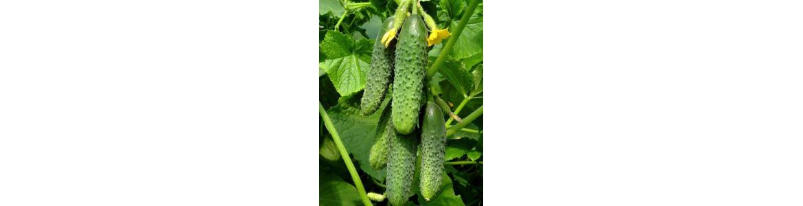 خيار cucumber