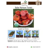 Italian Heirloom Tomato طماط الإرث الايطالية