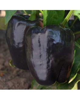 Purple Beauty Pepper فلفل الجمال الأرجواني