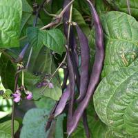 Purple Podded Pole Bean فاصوليا بنفسجية