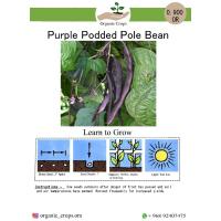 Purple Podded Pole Bean فاصوليا بنفسجية