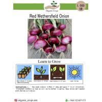 Red Wethersfield Onion بصل احمر ويثرزفيلد