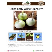 ONION EARLY WHITE GRANO البصل الابيض 