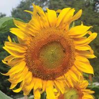 Mammoth Russian Sunflower عباد الشمس الروسي (الماموث)