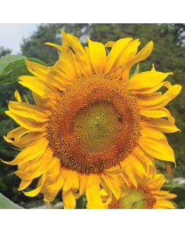 Mammoth Russian Sunflower عباد الشمس الروسي (الماموث)