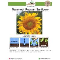 Mammoth Russian Sunflower عباد الشمس الروسي (الماموث)