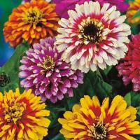 Whirlygig Mix Zinnia Flower مزيج من زهور الزينيا