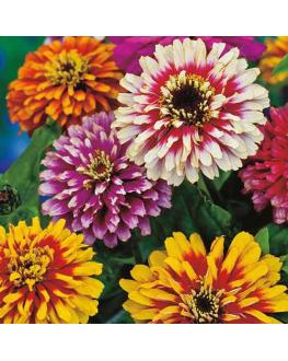 Whirlygig Mix Zinnia Flower مزيج من زهور الزينيا