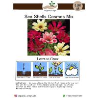 Sea Shells Cosmos Mix خليط من الكوزموس 