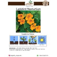 Ladybird Nasturtium ابو خنجر صنف 