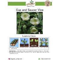 Cup and Saucer Vine متسلقة 