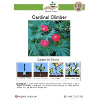 Cardinal Climber متسلقة الكاردينال