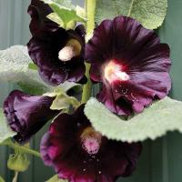 Black Hollyhock زهور الخطمية السوداء