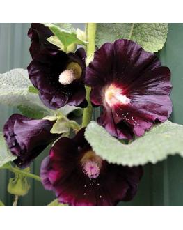 Black Hollyhock زهور الخطمية السوداء