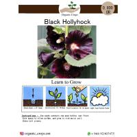 Black Hollyhock زهور الخطمية السوداء