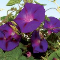 Grandpa Ott's Morning Glory مجد الصباح صنف 