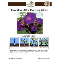 Grandpa Ott's Morning Glory مجد الصباح صنف 