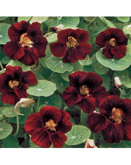 Black Velvet Nasturtium ابو خنجر 