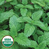 Lemon Balm بلسم الليمون