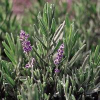 English Lavender لاڤندر إنجليزي