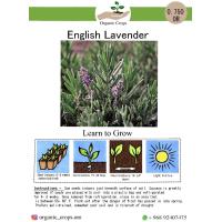 English Lavender لاڤندر إنجليزي