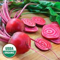 Chioggia& Bull's Blood Beet خليط صنفين من الشمندر