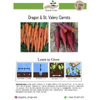 Dragon& St. Valery carrots  خليط صنفين من الجزر