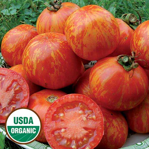 Red Zebra Tomato طماطم زيبرا حمراء