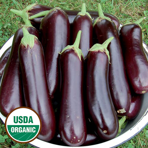 Diamond Eggplant الباذنجان الماسي