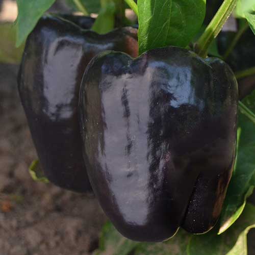 Purple Beauty Pepper فلفل الجمال الأرجواني