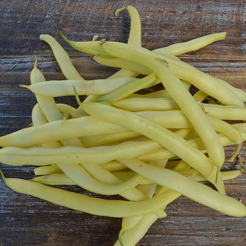 Pencil Pod Golden Wax Bean فاصوليا صفراء