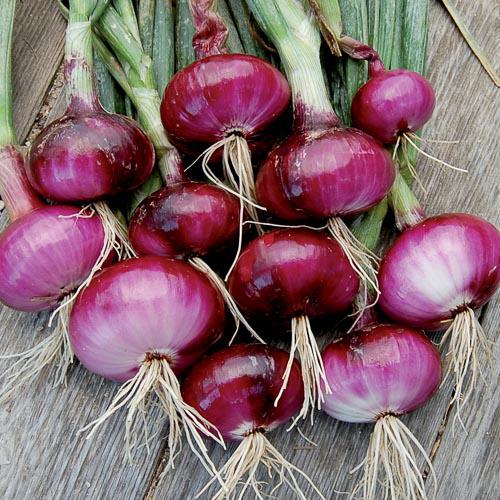 Red Wethersfield Onion بصل احمر ويثرزفيلد