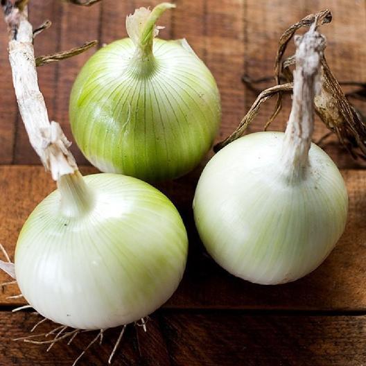 ONION EARLY WHITE GRANO البصل الابيض 