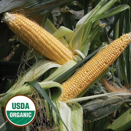 Golden Bantam Improved Corn ذرة باتنام الذهبية