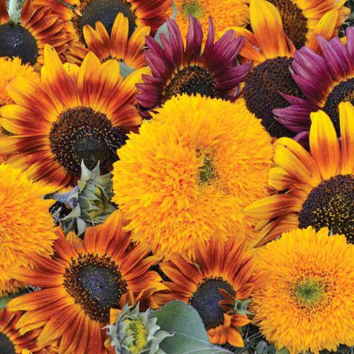 Sunflower Mix مزيج من اصناف عباد الشمس