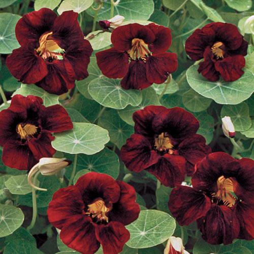 Black Velvet Nasturtium ابو خنجر 